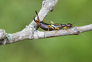 Novel refuge boosts earwig numbers in orchards to aid pest control 
